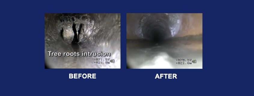 Tree Roots drain clearing